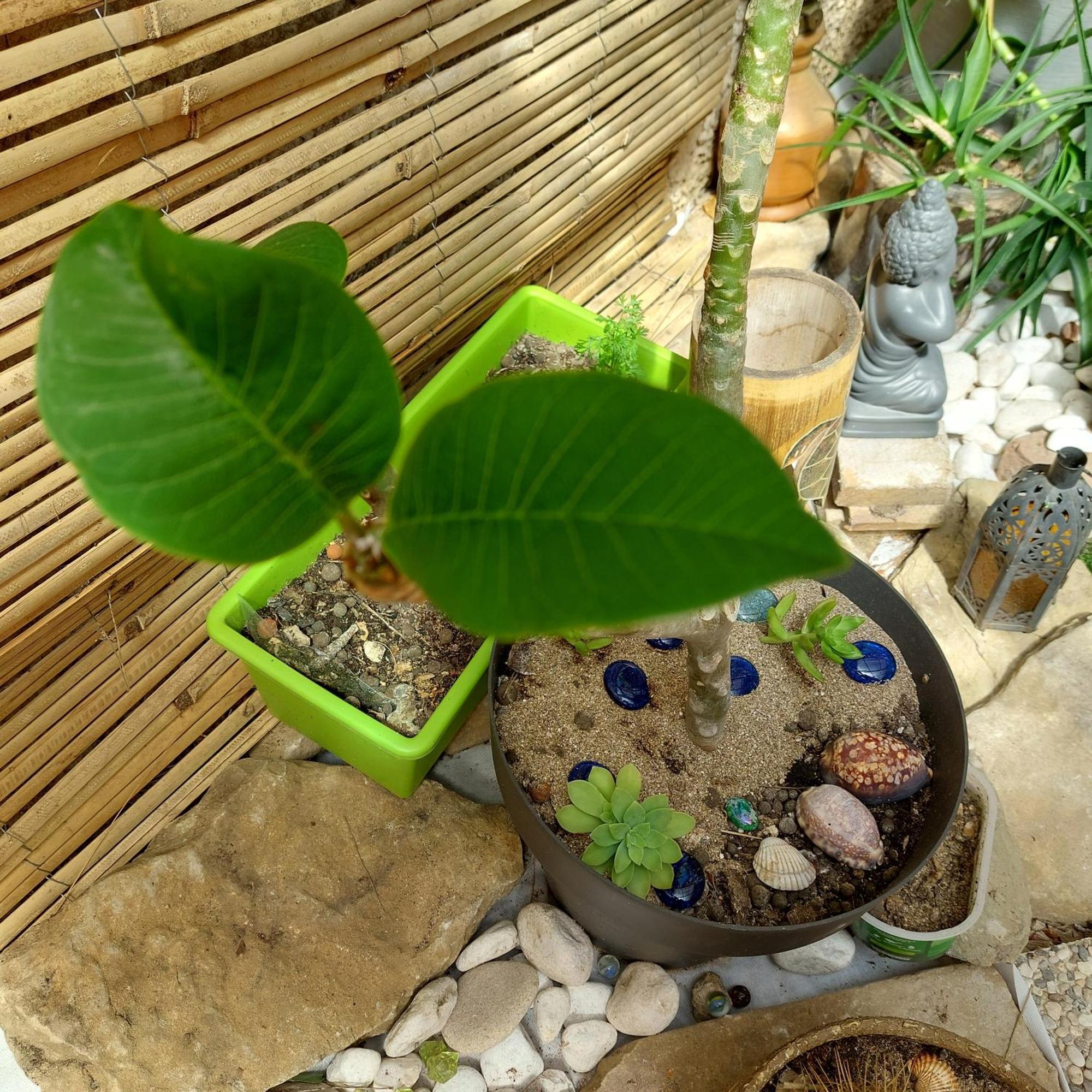 Naturetmer4 锡富尔勒普拉日 外观 照片